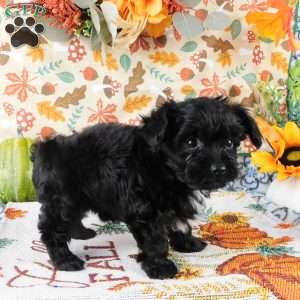 Waffle, Yorkie Poo Puppy