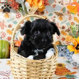 Waffle, Yorkie Poo Puppy
