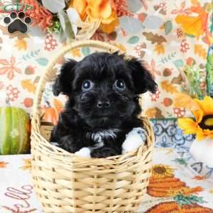 Waffle, Yorkie Poo Puppy