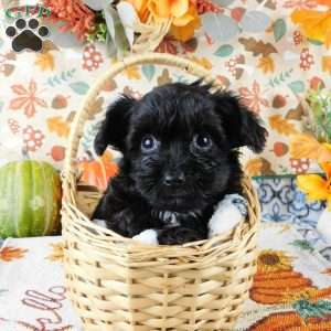 Waffle, Yorkie Poo Puppy