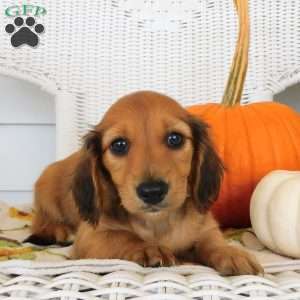 Holly mini, Dachshund Puppy