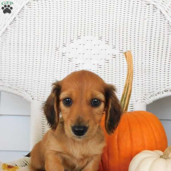 Holly mini, Dachshund Puppy