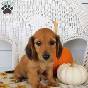 Holly mini, Dachshund Puppy