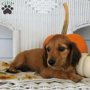 Holly mini, Dachshund Puppy