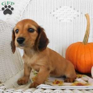 Holly mini, Dachshund Puppy