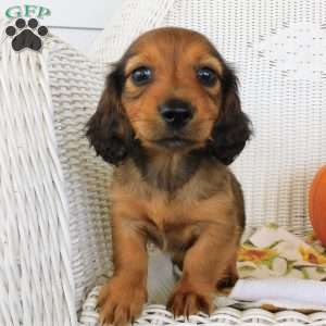 Diesel mini, Dachshund Puppy