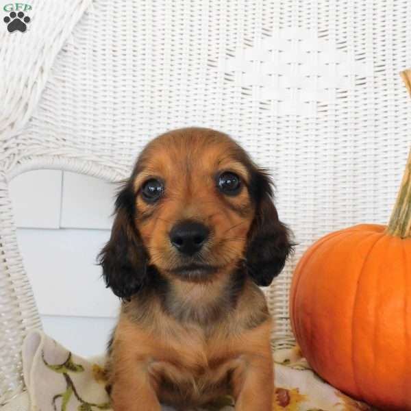 Diesel mini, Dachshund Puppy
