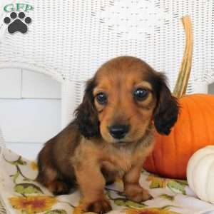 Diesel mini, Dachshund Puppy