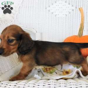 Diesel mini, Dachshund Puppy