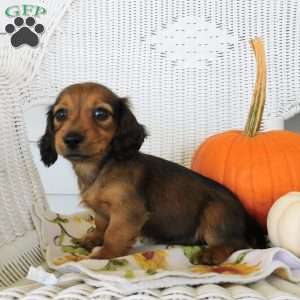 Diesel mini, Dachshund Puppy