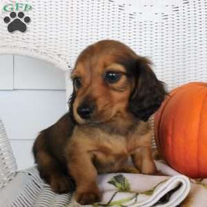 Diesel mini, Dachshund Puppy