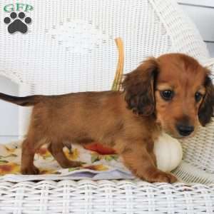 Tucker mini, Dachshund Puppy