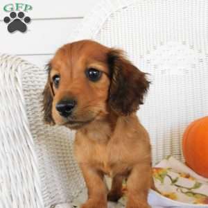 Tucker mini, Dachshund Puppy