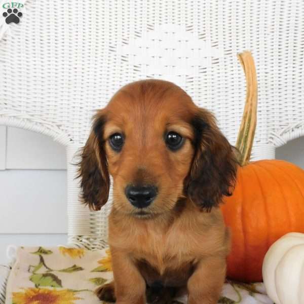 Tucker mini, Dachshund Puppy