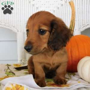 Tucker mini, Dachshund Puppy