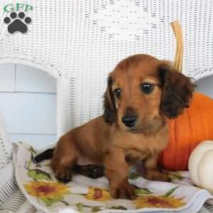 Tucker mini, Dachshund Puppy