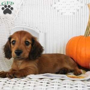 Tucker mini, Dachshund Puppy