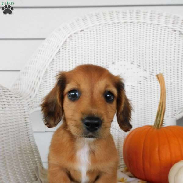 Samson mini, Dachshund Puppy