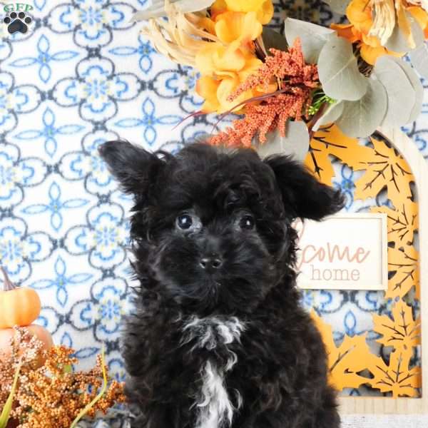 Waffle, Yorkie Poo Puppy