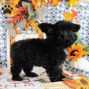 Waffle, Yorkie Poo Puppy