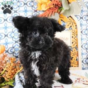 Waffle, Yorkie Poo Puppy