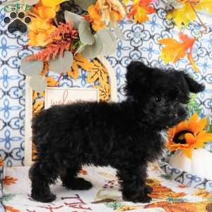 Waffle, Yorkie Poo Puppy