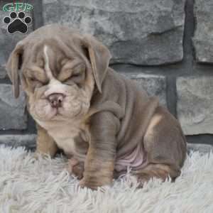 Buster, Beabull Puppy