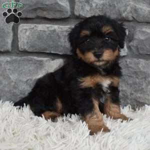 Milo, Mini Aussiedoodle Puppy