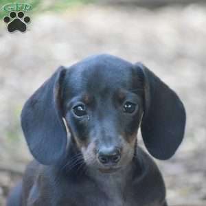 Marla – Mini, Dachshund Puppy