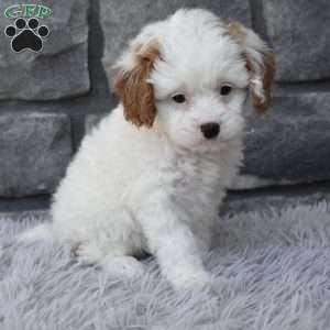Stella, Cavapoo Puppy
