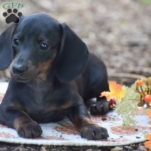 Marla – Mini, Dachshund Puppy