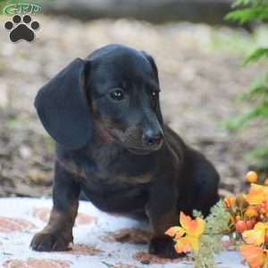Marla – Mini, Dachshund Puppy