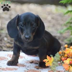 Marla – Mini, Dachshund Puppy