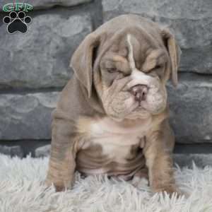 Buster, Beabull Puppy