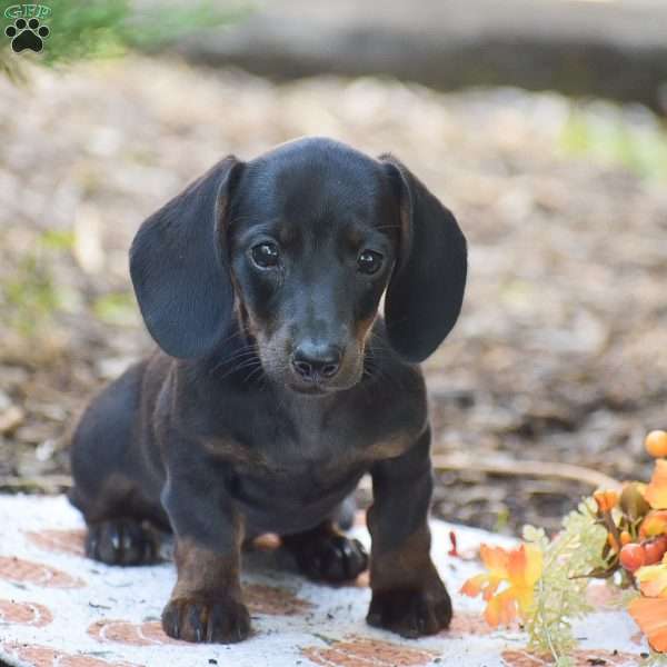 Marla – Mini, Dachshund Puppy