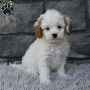 Stella, Cavapoo Puppy