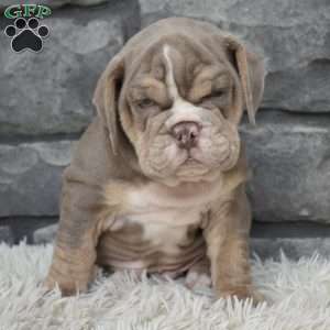 Buster, Beabull Puppy