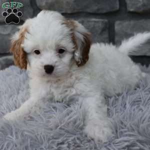 Stella, Cavapoo Puppy