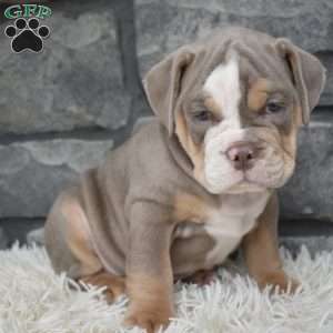 Buddy, Beabull Puppy
