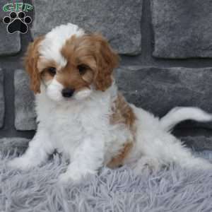 Scooter, Cavapoo Puppy