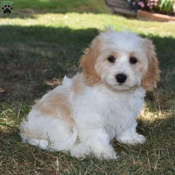 Felicia, Cavachon Puppy