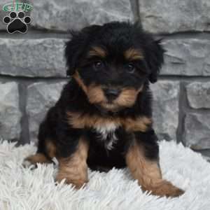 Milo, Mini Aussiedoodle Puppy