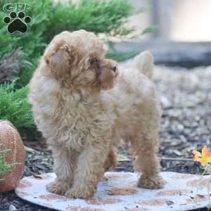 Lewis, Toy Poodle Puppy