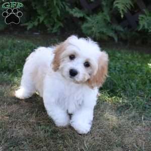 Felicia, Cavachon Puppy