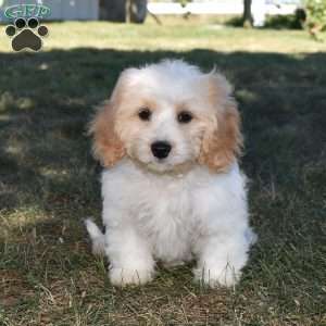 Felicia, Cavachon Puppy