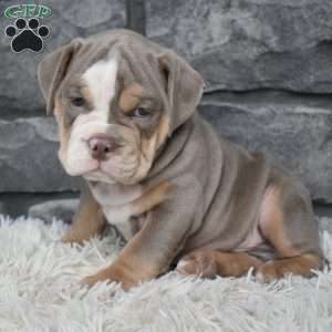 Buddy, Beabull Puppy