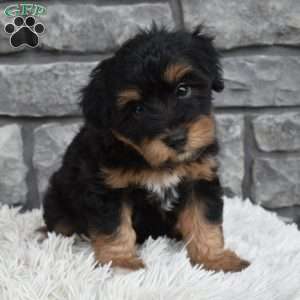Milo, Mini Aussiedoodle Puppy