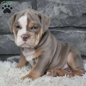 Buddy, Beabull Puppy