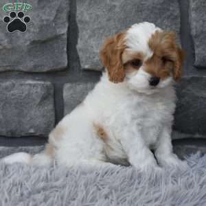 Scooter, Cavapoo Puppy