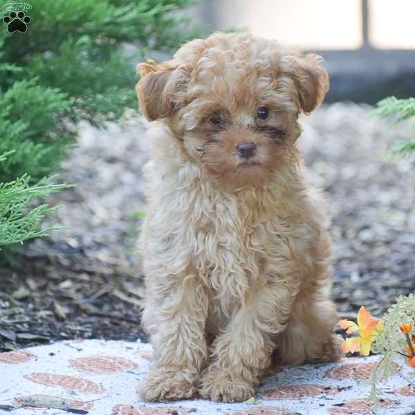 Lewis, Toy Poodle Puppy